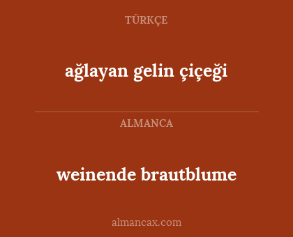 weinende brautblume - ağlayan gelin çiçeği