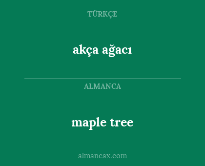 akça ağacı - maple tree