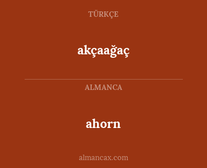 akçaağaç - ahorn