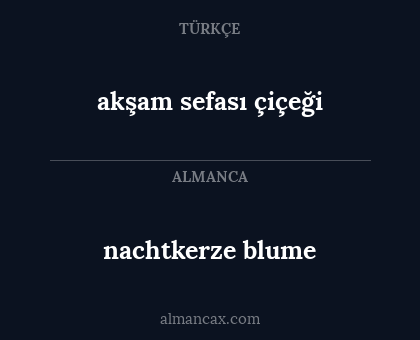 nachtkerze blume - akşam sefası çiçeği