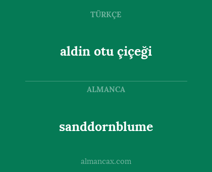 aldin otu çiçeği - sanddornblume