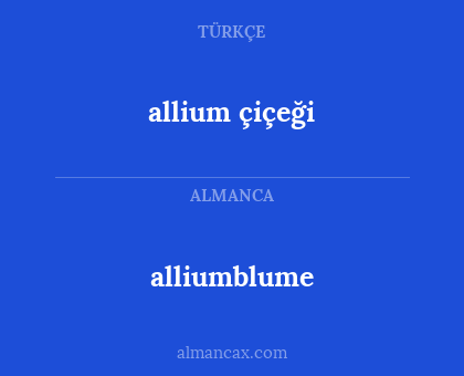alliumblume - allium çiçeği