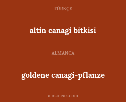 altin canagi bitkisi - goldene canagi-pflanze