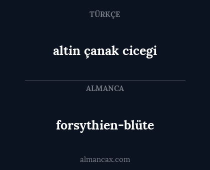 forsythien-blüte - altin çanak cicegi
