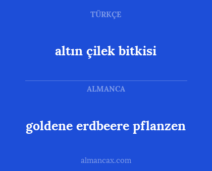 altın çilek bitkisi - goldene erdbeere pflanzen