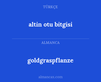 goldgraspflanze - altin otu bitgisi
