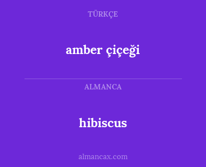 hibiscus - amber çiçeği
