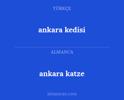 ankara katze - ankara kedisi