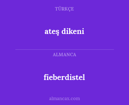ateş dikeni - fieberdistel
