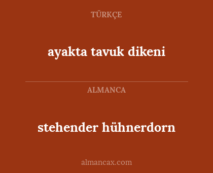 stehender hühnerdorn - ayakta tavuk dikeni