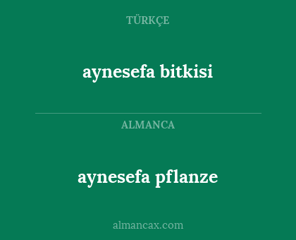 aynesefa bitkisi - aynesefa pflanze