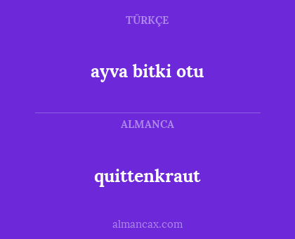 quittenkraut - ayva bitki otu