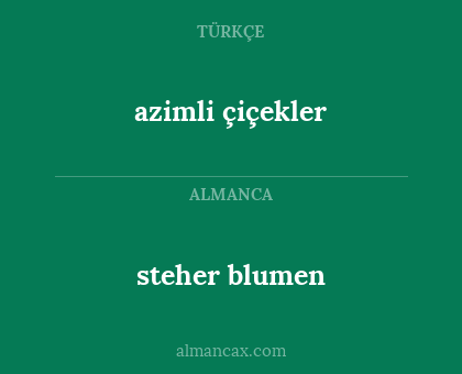 azimli çiçekler - steher blumen