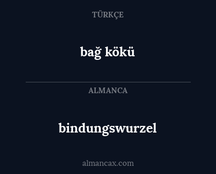 bağ kökü - bindungswurzel