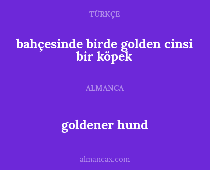 goldener hund - bahçesinde birde golden cinsi bir köpek