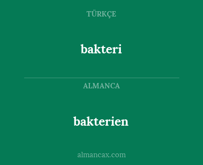 bakterien - bakteri
