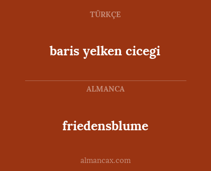 friedensblume - baris yelken cicegi
