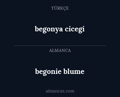 begonya cicegi - begonie blume