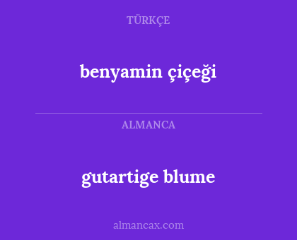 gutartige blume - benyamin çiçeği