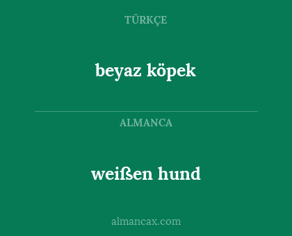 beyaz köpek - weißen hund