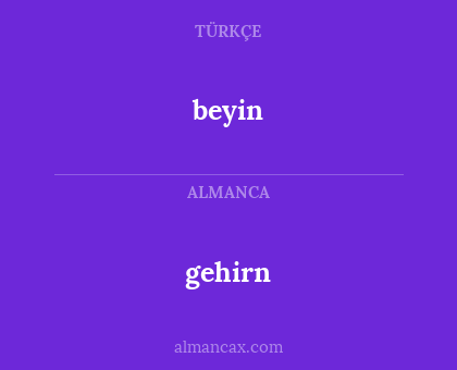 gehirn - beyin