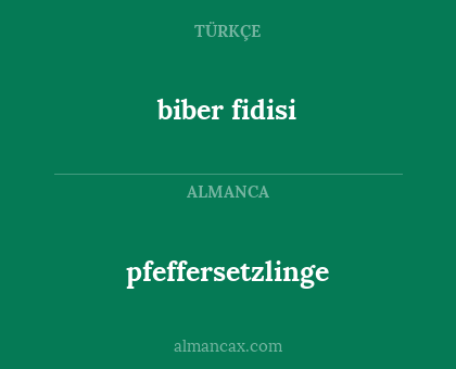pfeffersetzlinge - biber fidisi