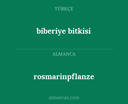 biberiye bitkisi - rosmarinpflanze