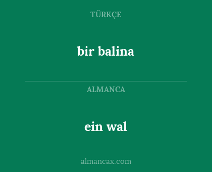 bir balina - ein wal