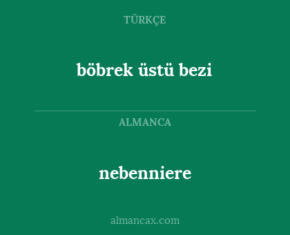 nebenniere - böbrek üstü bezi