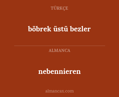 nebennieren - böbrek üstü bezler