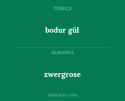 bodur gül - zwergrose