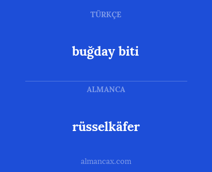 buğday biti - rüsselkäfer