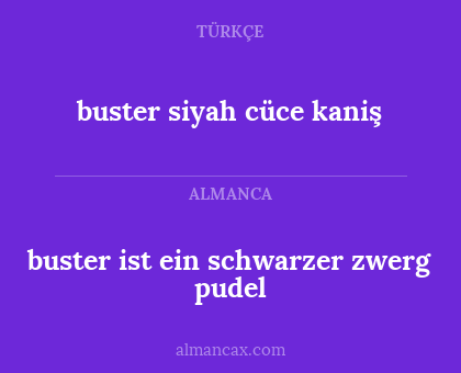 buster ist ein schwarzer zwerg pudel - buster siyah cüce kaniş