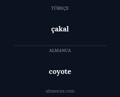 coyote - çakal