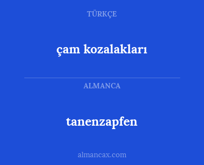 çam kozalakları - tanenzapfen