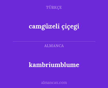 kambriumblume - camgüzeli çiçegi