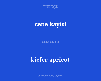 kiefer apricot - cene kayisi