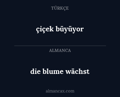 die blume wächst - çiçek büyüyor