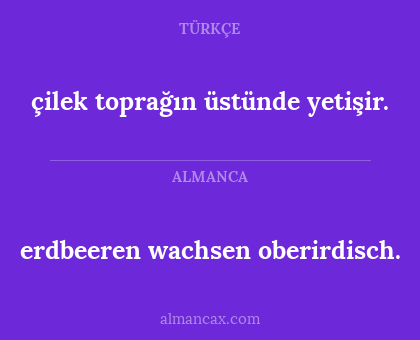 çilek toprağın üstünde yetişir. - erdbeeren wachsen oberirdisch.