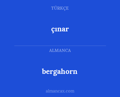 çınar - bergahorn