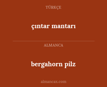 çıntar mantarı - bergahorn pilz