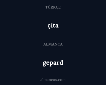 gepard - çita