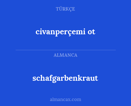 civanperçemi ot - schafgarbenkraut