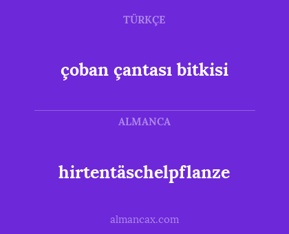 hirtentäschelpflanze - çoban çantası bitkisi