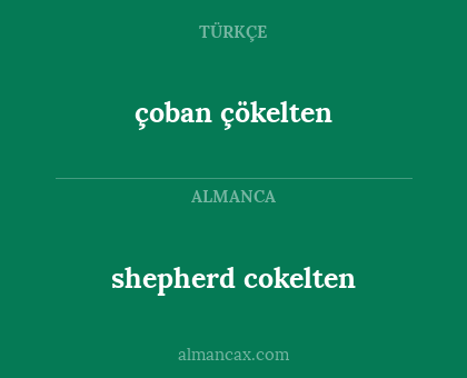 shepherd cokelten - çoban çökelten