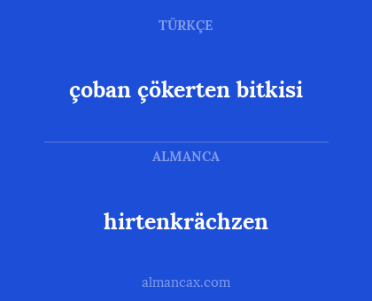 hirtenkrächzen - çoban çökerten bitkisi