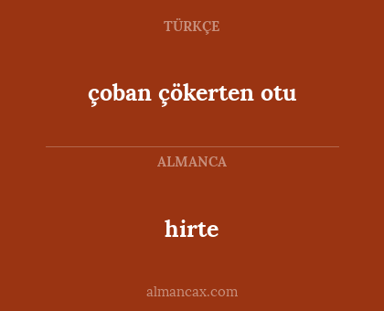 hirte - çoban çökerten otu