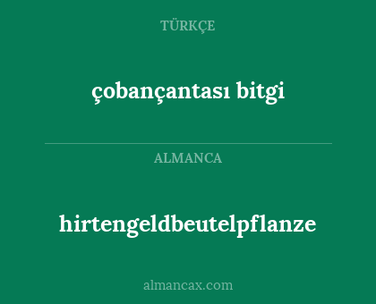 çobançantası bitgi - hirtengeldbeutelpflanze