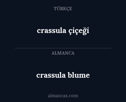 crassula blume - crassula çiçeği