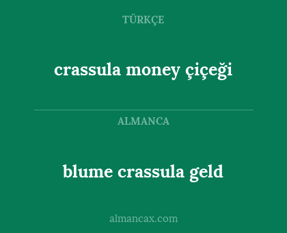 blume crassula geld - crassula money çiçeği